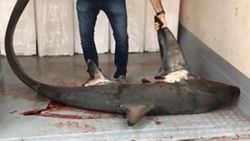 Marmara Denizi'nde 4 metrelik köpek balığı yakalandı