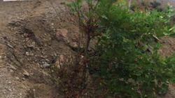 Manisa'da tuvalet ihtiyacını gidermek isteyen şahıs, uçurumdan yuvarlandı