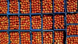 Burdur'un Söğüt domatesine yoğun ilgi