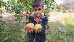 Hünkar elması, sadece Sivas’ın Gürün ilçesinde yetiştiriliyor
