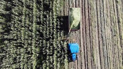 Ağrı'da devlet destekli silajlık mısırın hasadına başlandı