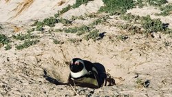 Güney Afrika'da 63 penguen arı saldırısına uğradı