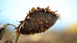 Trakya'da ayçiçeği hasadında sona yaklaşıldı