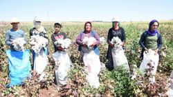 Şanlıurfa'da 'beyaz altın' hasadı başladı