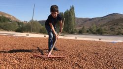Doğu Karadeniz'de fındıkların kuruması için göç başladı