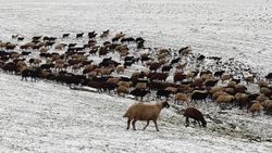 Kars'ta etkili olan kar, çobanlara zor anlar yaşattı