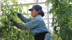 Eskişehir’de sıcak su ile yıllık 1.200 ton domates üretiliyor