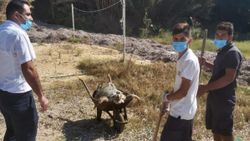 Muğla'da deniz kirliliği caretta carettanın ölümüne neden oldu