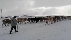 Ardahan'da kış erken başladı: Besiciler mağdur oldu