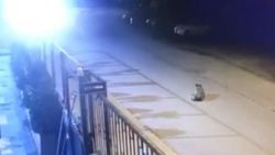 Tuzla'da köpeği ezen kamyonet kamerada