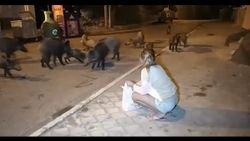 Fethiye’de aç kalan domuzları elleriyle beslediler