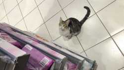 Kadıköy'de bir kedi, girdiği markette kendine zorla mama aldırdı
