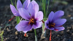 Safranbolu'da 'mucize bitki' çiçek açtı