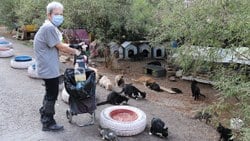 İzmir'de yaşayan emekli kadın günde 200 kediyi besliyor
