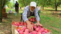 Amasya’da kilosu dalında 1,5 lira olan elma manavda 6 lira