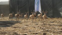 Cudi Dağı'na 'gazella gazella' türü 40 ceylan bırakıldı