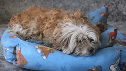 Sivas'ta otomobiliyle çarptığı köpekleri ölüme terk etti