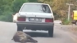 Kocaeli'de bir sürücü domuzu otomobilinin arkasına bağlayıp sürükledi