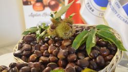 Aydın'da sezonun ilk kestanesinin kilogramı 120 liradan satıldı