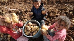 Sivas'ta patates üreticilerini yerli tohum verimi sevinci sardı