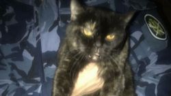 Rusya’da cezaevi içinde uyuşturucu taşıyan kedi yakalandı