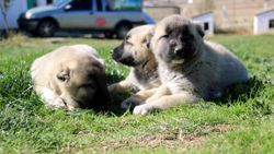 Kangal köpekleri yılda 2 defa yavruluyor, yavrular 5 bin liraya alıcı buluyor