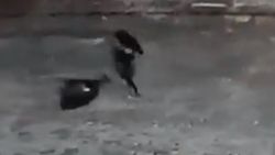 Rusya'da aşkına karşılık bulamadığını kadının başını kesti