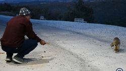 Manisa'da işletmesine gelen tilkileri elleriyle besliyor
