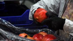 Dalyan narının kilogram fiyatı dalında 3 lira