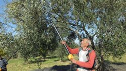 Zeytin hasadının başlaması Edremit Körfezi'ni hareketlendirdi