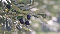 Sofralık zeytin ihracatı ilk kez 150 milyon doları geçti