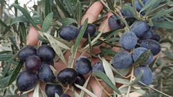 Ödemiş'te zeytin rekoltesi düşük bekleniyor