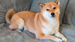 Çin’de sahibinin terk ettiği köpek, açık artırmayla satıldı