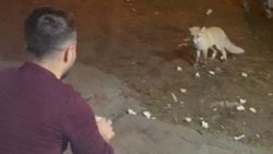 Karslı gençler adını 'Şükrü' koydukları tilkiyi elleriyle besliyor