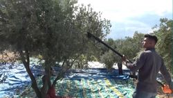 Afrin'den gelen zeytinyağların sağlıksız olabileceği uyarısı