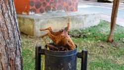 Antalya'da çöpte yanarak ölmüş kedi bulundu
