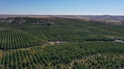 Adıyaman'ın Kahta ilçesinde ceviz bahçesinde 600 ton ceviz hasat edildi