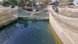 Antalya'da alabalık üretim tesisinde binlerce balık öldü