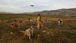 Van'da köpekler drone'un peşine takıldı
