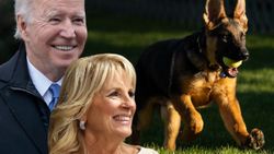 Joe Biden’ın yeni köpeği