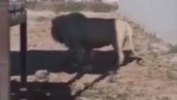 Meksika'da bir aslan yavrusunu yedi