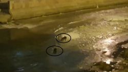 Bayburt'ta nesli tükenmekte olan su samurları görüldü