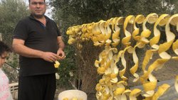 Adana'da limonun kabuğu kendinden değerli  