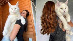 Ağırlığı tamı tamına 12.5 kilo! 'O kadar büyük ki görenler köpek zannediyor'