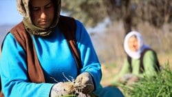 Mersin'de yeşil soğan hasadı kadınlara emanet