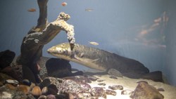 En yaşlı akvaryum balığı Methuselah 90 yaşında
