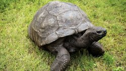 Dünyanın en yaşlı kurbağası: Jonathan