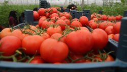 Rusya, Türkiye'den ithal ettiği domates kotasını artırıyor