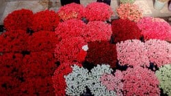 Türkiye'den 24 ülkeye Sevgililer Günü çiçeği