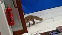 Karabük'te aç kalan tilki markete girdi